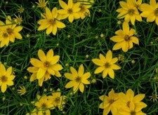 Coreopsis buttermilk 9cm for sale  WALLINGFORD