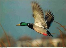 Animaux oiseaux canard d'occasion  Fruges