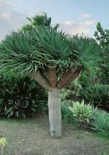 Drago  ( Dracaena draco ) semillas frescas  comprar usado  Enviando para Brazil