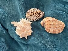 Beautiful seashells. pink for sale  Lehighton