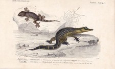 1861 alligator wall for sale  BIDEFORD