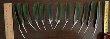 Domestic bird feathers for sale  Independence