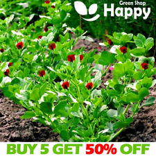 Asparagus pea seeds for sale  DONCASTER