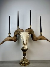 Taxidermie cabinet curiosité d'occasion  Bolbec