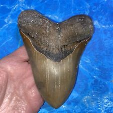 Megalodon shark tooth for sale  Charlotte