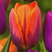 Tulips princess irene for sale  PRESTON