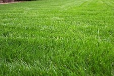 Annual rye grass for sale  High Point