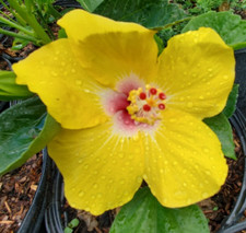 Exotic hawaiian yellow for sale  Miami