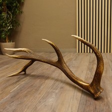 Rothirsch stange ender gebraucht kaufen  Nagel