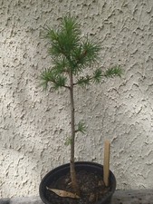 Bonsai pré bonsai d'occasion  Blagnac