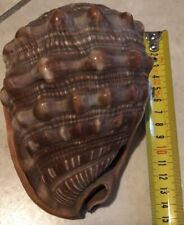 Conchiglia gigante leggere usato  Portula