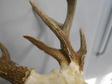 Nontypical 7x4 whitetail for sale  Florence