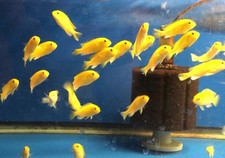 Live fish yellow for sale  North Smithfield