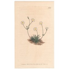 Curtis botanical magazine for sale  Chicago