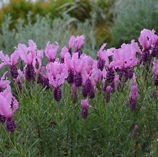 Lavender fairywings plug for sale  LONDON