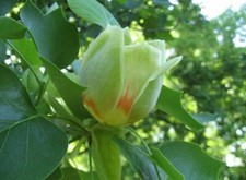 Tulip poplar apiarists for sale  Auburn