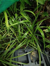 Phoenix roebelenii pot for sale  HOLT