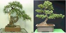 Pine tree seeds for sale  TRURO