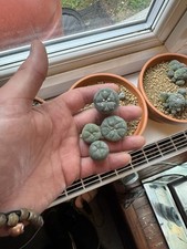 Cactus for sale  SHERBORNE