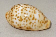 Meeresschnecke cypraea humphre gebraucht kaufen  Illertissen