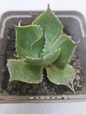 ariocarpus d'occasion  Narbonne