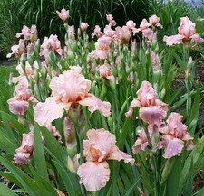 Mixed bearded iris for sale  Tulsa