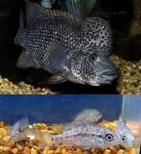 Group haitiensis black for sale  Middleburg