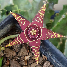 Asclepiadaceae Orbea halipedicola kwitnące sukulenty wysokie4-6cm na sprzedaż  Wysyłka do Poland