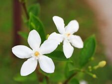 Jasmine plant cutting for sale  Shipping to Ireland