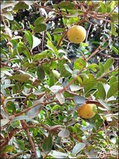 Dovyalis caffra 250 for sale  New York