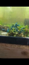 Neocaridina davidi blue d'occasion  Amplepuis