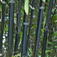 Black bamboo established for sale  PETERBOROUGH