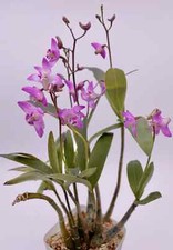 Dendrobium kingianum species for sale  Northville