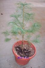 Live tree eastern for sale  Blairsville