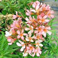 Dwarf salmon oleander for sale  Hudson