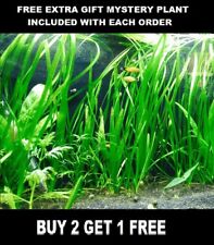 Vallisneria jungle val for sale  Opa Locka