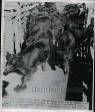 1945 press photo for sale  Memphis