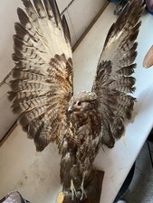 Tierpräparat bussard mäusebu gebraucht kaufen  Stutensee