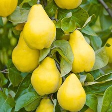 Birnenquitte bereczki winterha gebraucht kaufen  Versand nach Germany