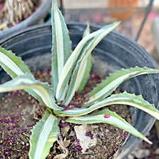 Agave americana mediopicta for sale  Sacramento