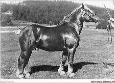 Aidp3 chevaux 0188 d'occasion  France