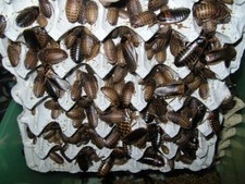 Dubia roach starter for sale  Dearborn Heights