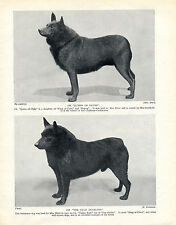 Schipperke two named for sale  COLEFORD