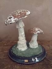 Champignon auzou amanite d'occasion Champignon auzou amanite d'occasion  Saint-Privat