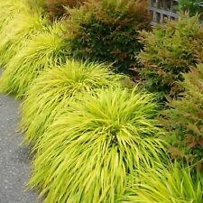Hakonechloa macra gold for sale  GLASGOW