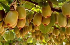 Graines kiwi jaune d'occasion  Anzin