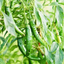 Fresh harvest hot for sale  Atlanta