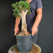 Pre bonsai esemplare usato  San Pancrazio Salentino