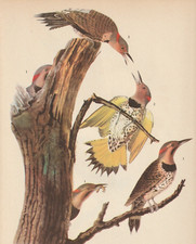 1944 audubon print for sale  Medina
