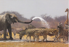 Wildlife postkarte zebra gebraucht kaufen  Deutschland